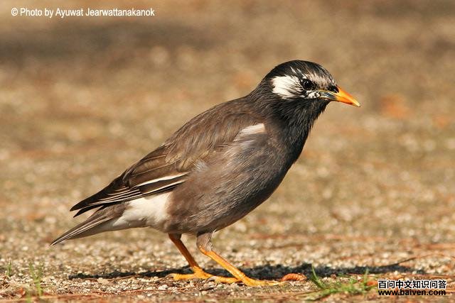 ������ͼƬ