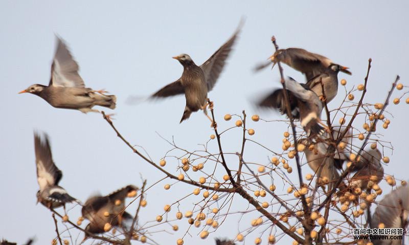 ���ϵĻ����Ⱥ