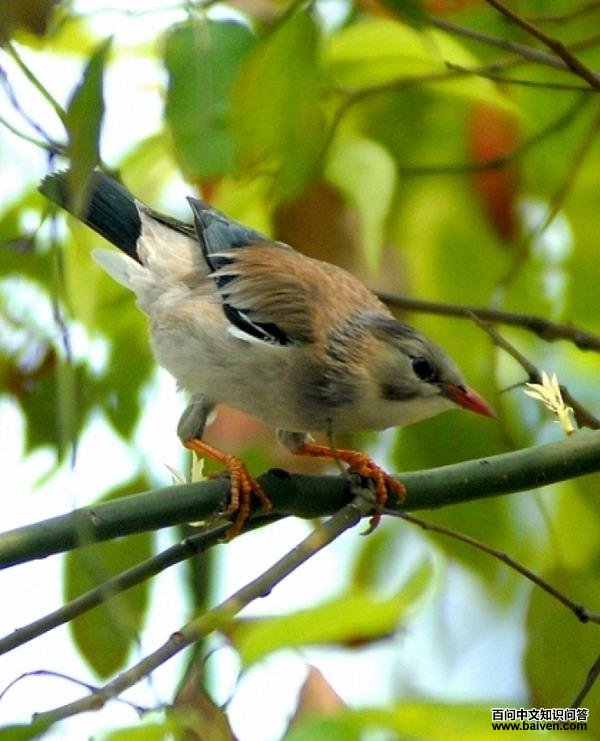 ��������ƴ���׽��