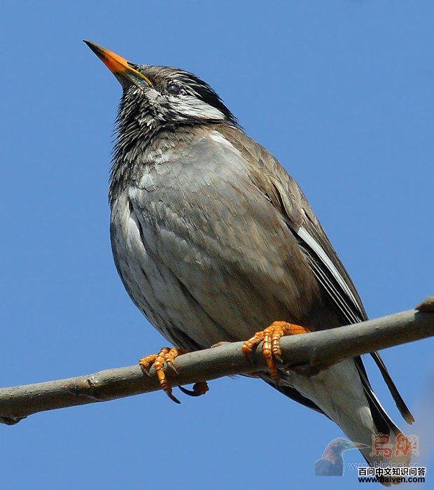 ����񣺻�ɫ���