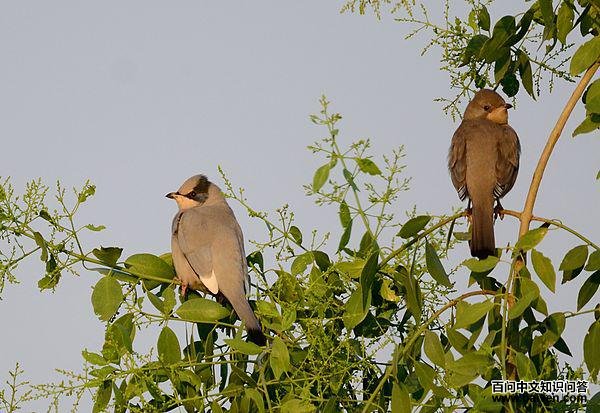 灰连雀 灰连雀的图片
