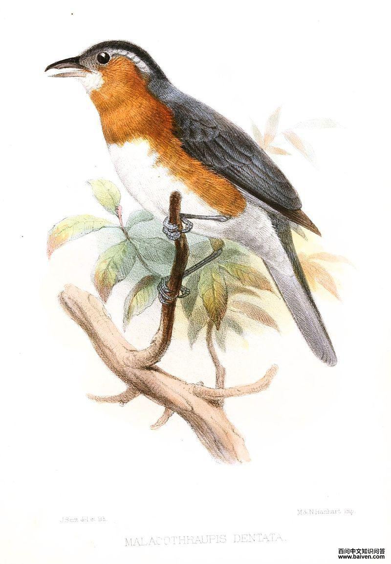 ��������ȸ��ͼƬ