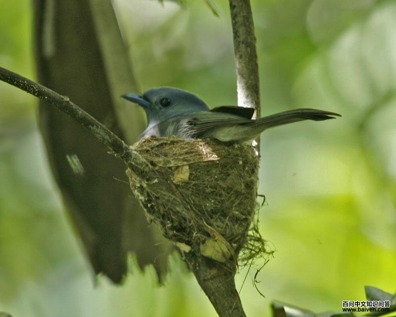 �������l��ͼƬ