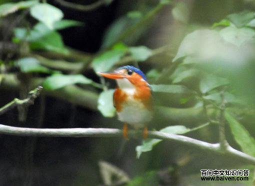 �׸������ͼƬ