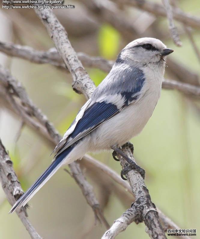 ����ɽȸ��ͼƬ