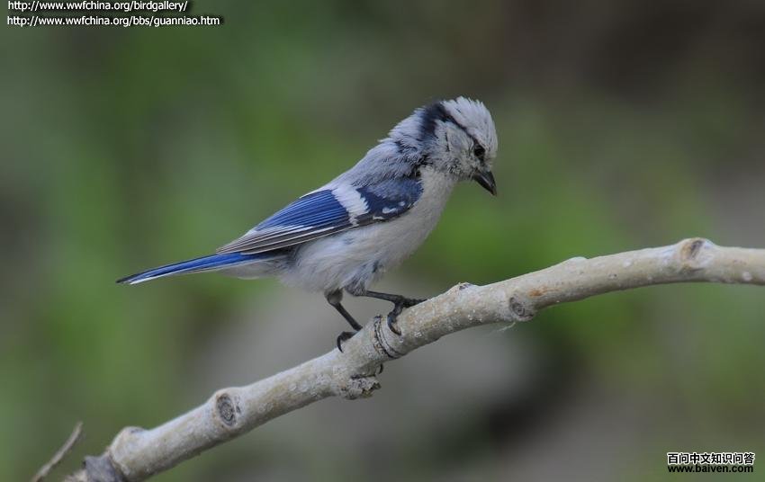 ����ɽȸ����