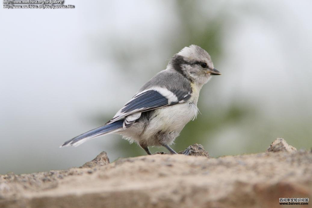 ����ɽȸ���ǳ���