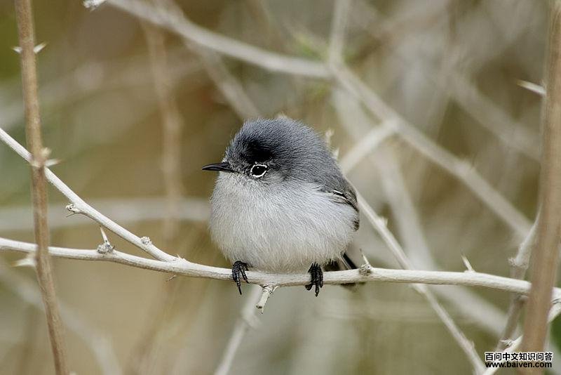 �����ݺ��ͼƬ