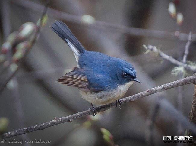 灰蓝姬鹟 灰蓝姬鹟的图片