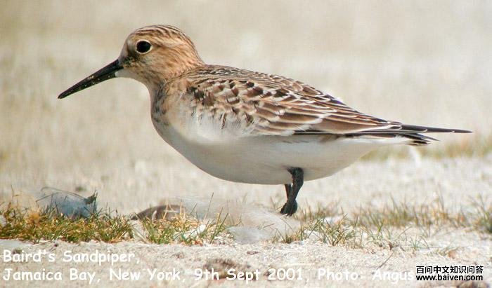 �׸����ֵ�ͼƬ