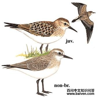 �׸����֣���̬����ͼ