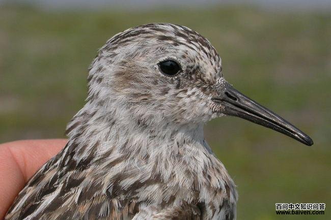 �׸����֣�ͷ����д�����ڶ���˹��