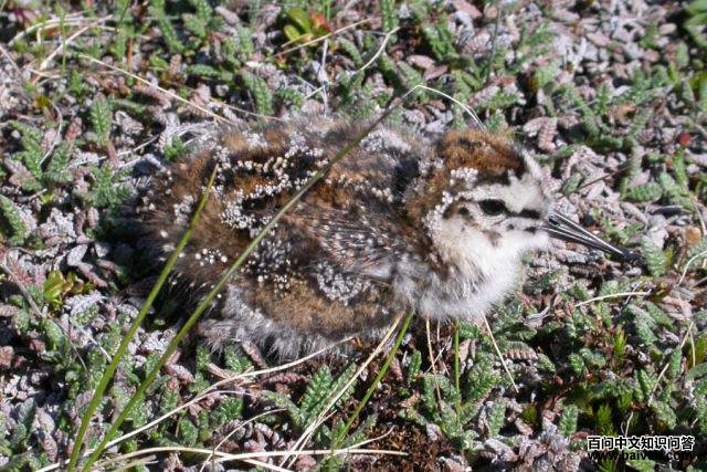 �׸����֣��������ڶ���˹��