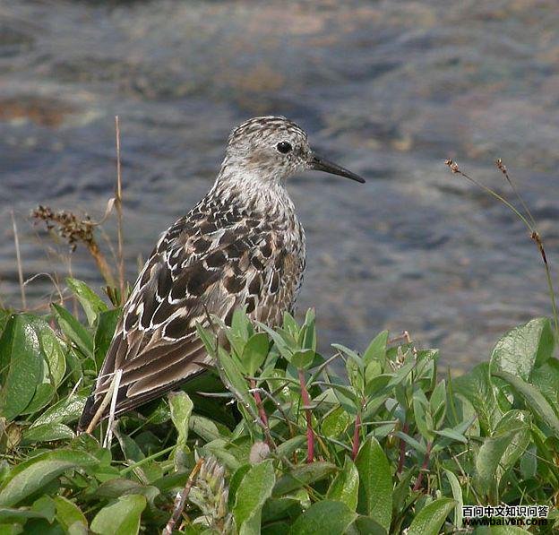 �׸����֣���ֳ��