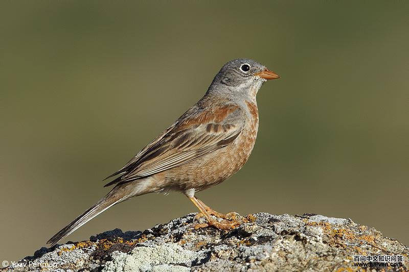 �Ҿ��c��ͼƬ