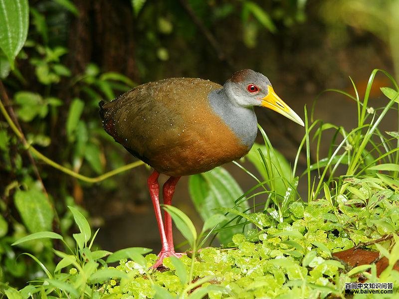 灰颈林秧鸡 灰颈林秧鸡的图片