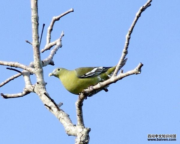 �Ҽ�����ͼƬ