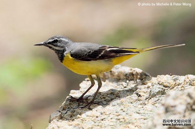 ���n�_��ͼƬ