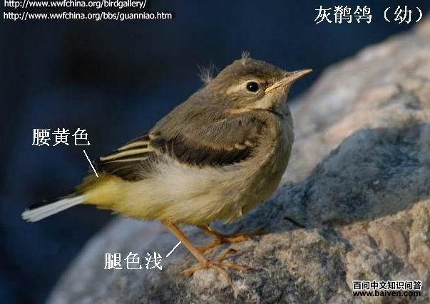 ���n�_��������ɫ����ɫǳ