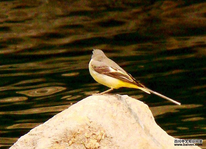 ���n�_���ȷۻ�ɫ��β�����ϱ���ɫ