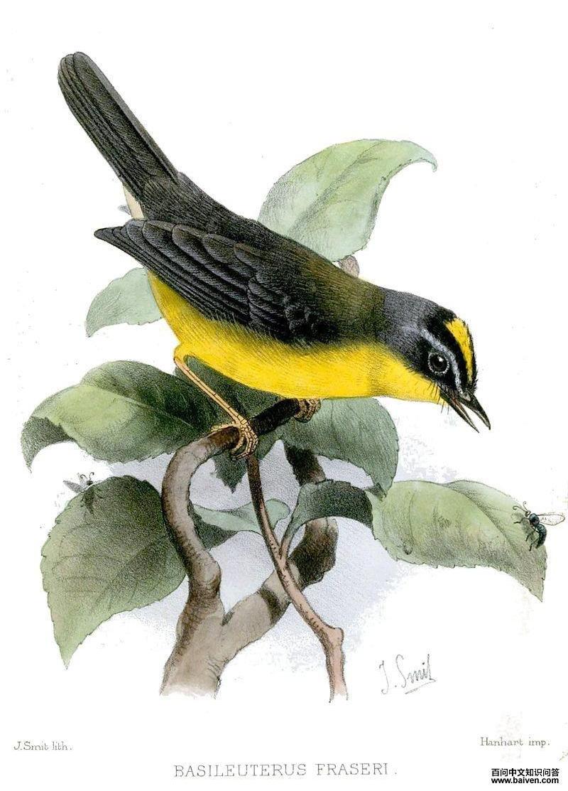 灰黄王森莺 灰黄王森莺的图片