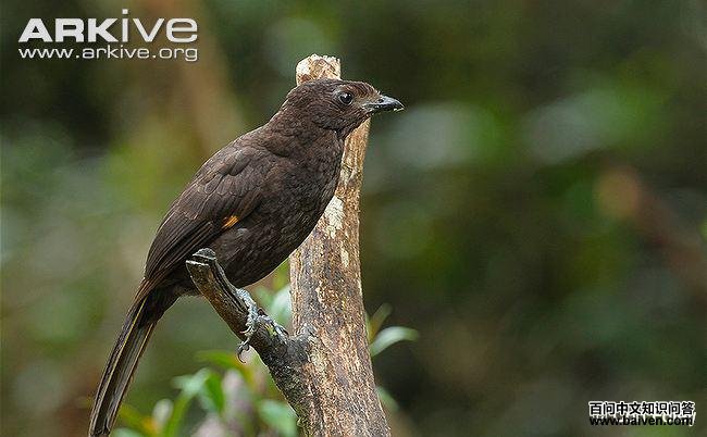 Archbold's bowerbird on branch
