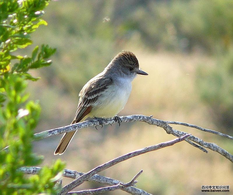 灰喉蝇霸鹟 灰喉蝇霸鹟的图片