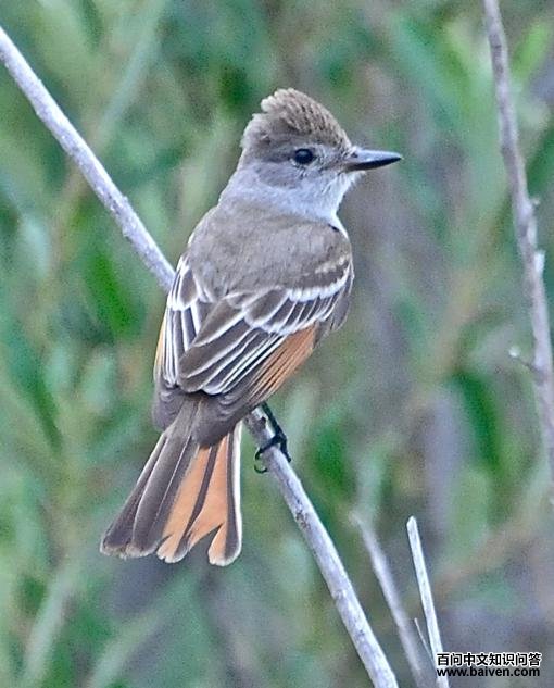 �Һ�Ӭ���l