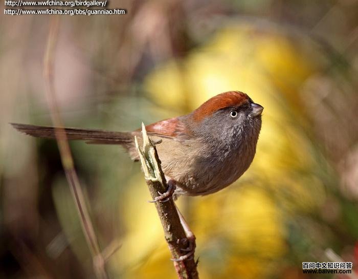 灰喉鸦雀 灰喉鸦雀的图片