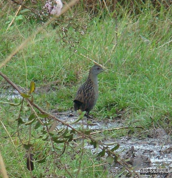 �Һ��Ｆ��ͼƬ