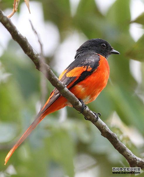 灰喉山椒鸟 灰喉山椒鸟的图片