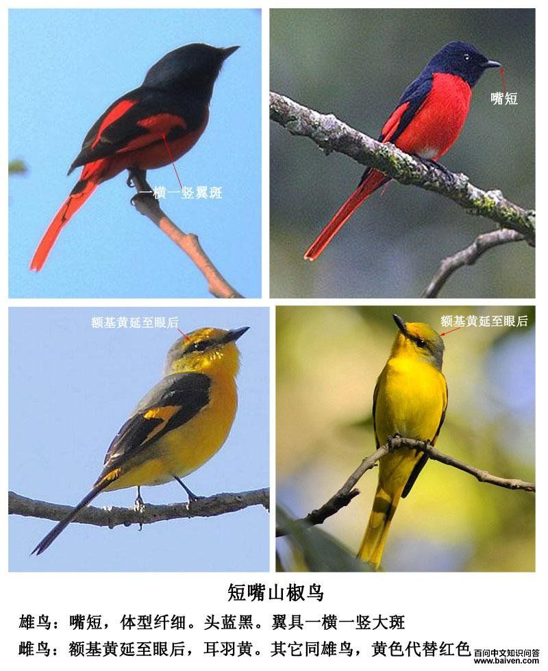 ����ɽ����