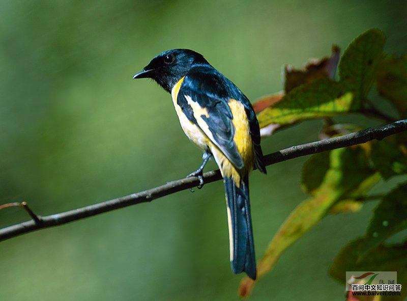 �Һ�ɽ����