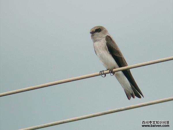 灰喉沙燕 灰喉沙燕的图片