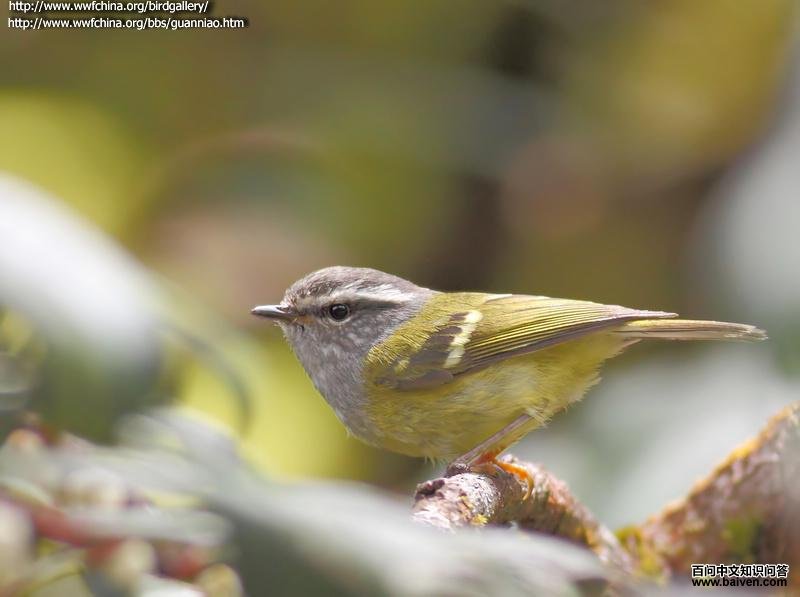 灰喉柳莺 灰喉柳莺的图片