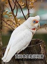 �����ͷ����