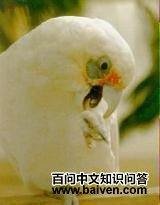 �������ͷ����