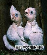 С��ͷ����