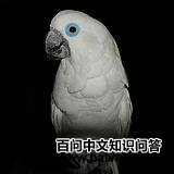 ���۷�ͷ����