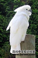 �׷�ͷ����