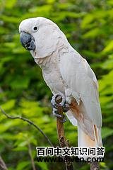 �ȹڷ�ͷ����