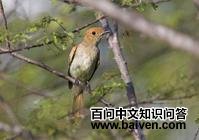 灰喉卡西霸鹟 灰喉卡西霸鹟的图片