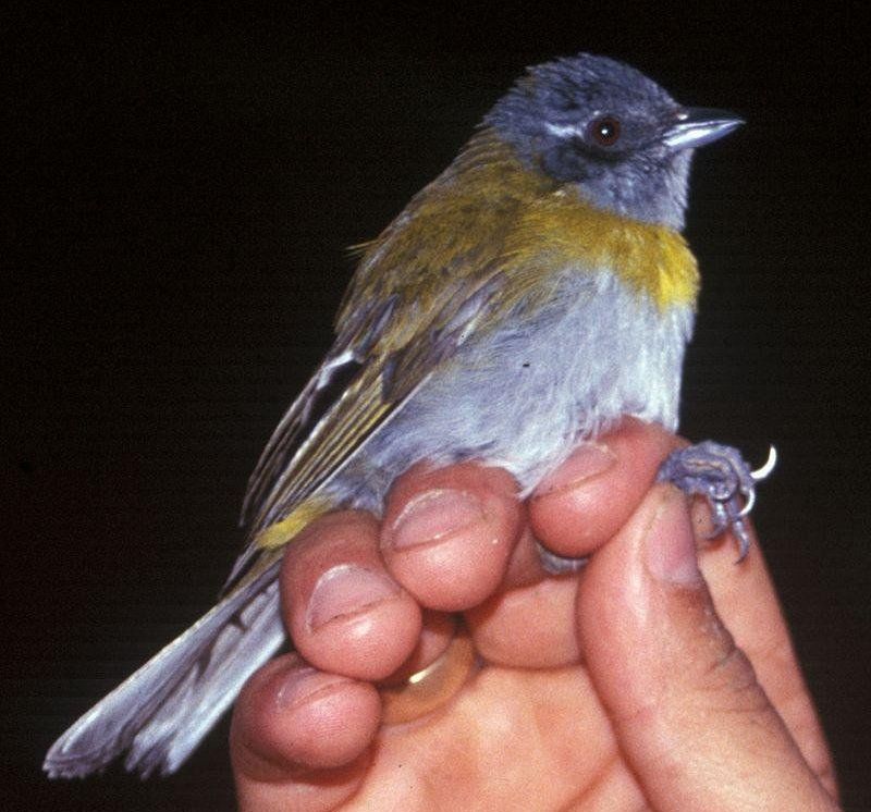 灰喉灌丛唐纳雀 灰喉灌丛唐纳雀的图片