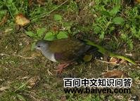 灰喉鸡鸠 灰喉鸡鸠的图片