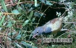 灰喉地莺 灰喉地莺的图片