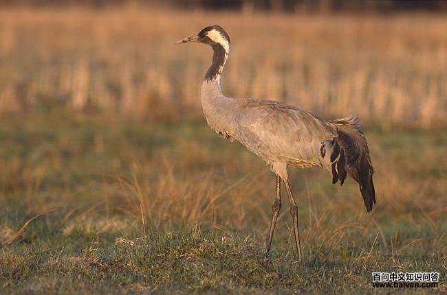 灰鹤 灰鹤的图片
