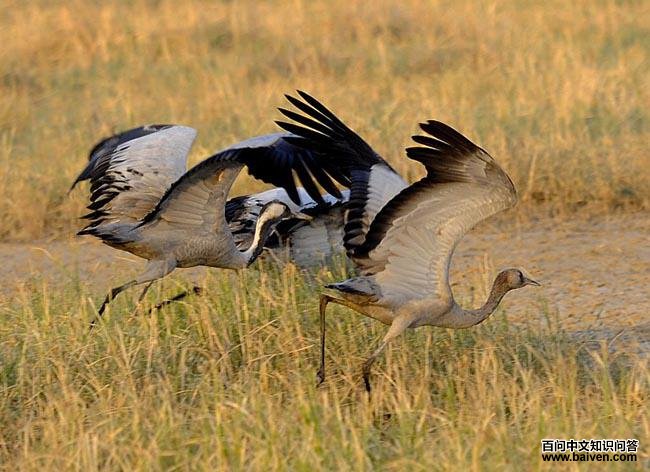 �Һף���Ϊ������Ϊ����