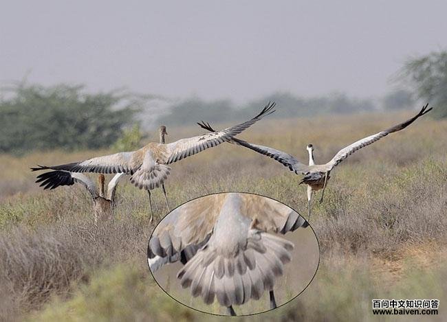 �Һף�β������