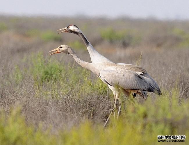 �Һף�����