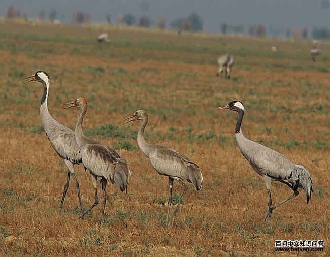 �Һף�һ����